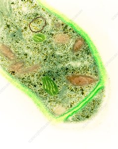 <span class=keywords><strong>Trichoderma</strong></span> <span class=keywords><strong>Reesei</strong></span> - Product Image 1