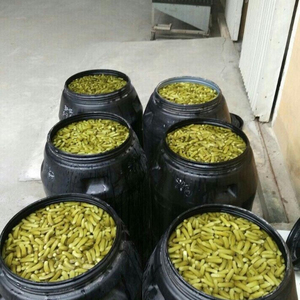 Dưa chuột tươi/Dưa Chuột con trong nước muối 2021 - Product Image 1