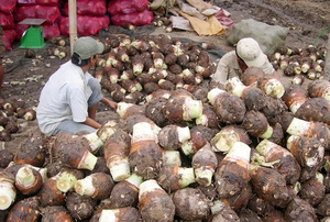 ผงเผือกขายดีจากเวียดนาม / จัดจำหน่ายโดยโรงงาน - Product Image 4