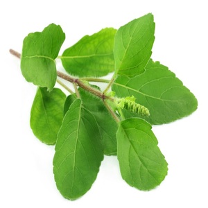 Exportateur mondial d'hydrolat pur de basilic certifié GMP, matière première distillée à la vapeur à partir des feuilles de basilic d'Inde - Product Image 1