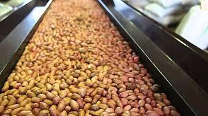Nueces de pistacho de grado A de alta proteína en cáscara No OGM Procesado en seco Estilo crudo Grado alimenticio Secado - Product Image 3