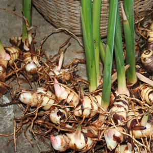 Fresco galangal radici/Secca Galangal / lengkuas