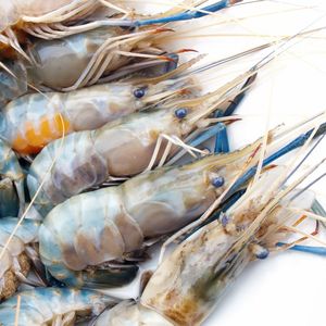อาหารกุ้งโปรไบโอติกเพื่อส่งเสริมสุขภาพและ Growth ใน Tiger กุ้ง