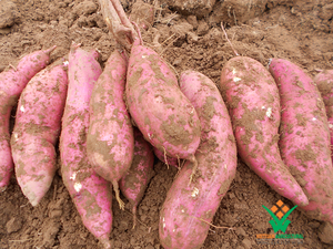 Japanese Purple <b>Sweet</b> <b>Potato</b>/ Yellow <b>Sweet</b> <b>Potato</b> in 2020 - Product Image 4