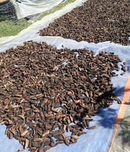 Morinda Citrifolia - Fruta de Noni Seca - Morinda Citrifolia Noni - Product Image 3