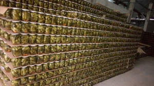 PICKLED GHERKING CUCUMBER/<b>BABY</b> PICKLED CUCUMBER/ SMALL /LARGE SIZE CUCUMBER 2024 - Product Image 5