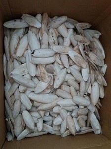 Hueso de Sepia Natural Premium Seco para Loros, Aves, Reptiles y Mascotas Pequeñas - Product Image 4