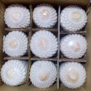 Coco joven fresco orgánico con pulpa y tirador de anillo para una fácil apertura-Precio competitivo de alto grado-Viet Delta - Product Image 4