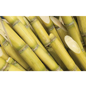 Bagazo de caña de azúcar de Vietnam seco de uso múltiple de material no químico de grado Premium limpio para alimentación animal y cultivo de hongos - Product Image 3