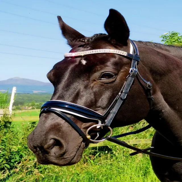 OEM Horse Leather Bridle White Diamante Jeweled Custom White lightweight Softy Padded Noseband & Head Piece At Factory Price