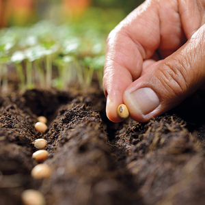 Multi-propósito Compost - Product Image 4