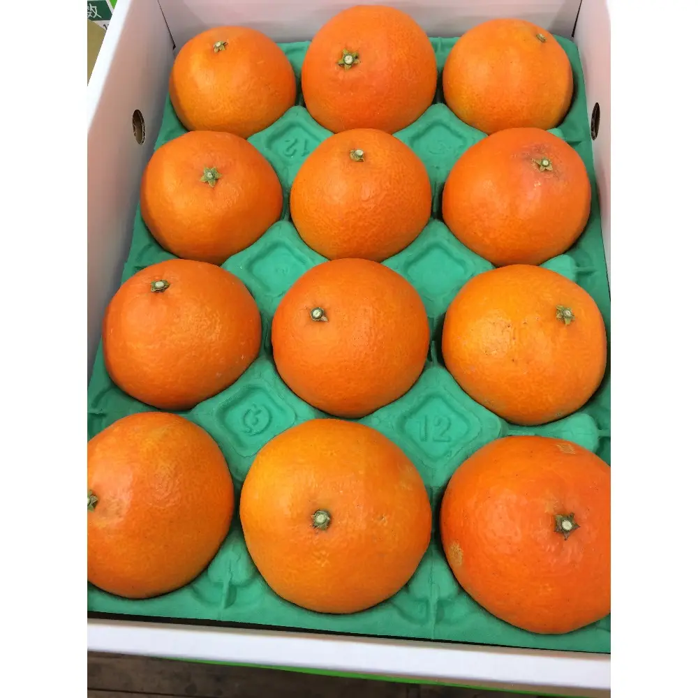 जापान गर्म बेच 100% प्राकृतिक नारंगी ताजा फल के साथ सबसे अच्छी कीमत