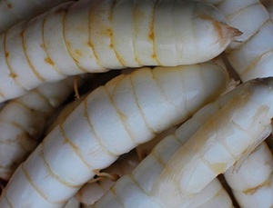 Cheapest Price 100% Natural Arrowroot Powder/ Arrowroot <b>Starch</b> - Product Image 3