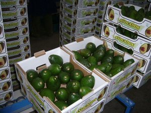 Aguacate Hass fresco de Sudáfrica/Aguacate fresco listo para exportar a proveedores de todo el mundo - Product Image 6