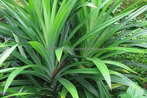 Poudre de pandan à prix compétitif Produit agricole de qualité supérieure - Product Image 3