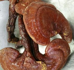 <span class=keywords><strong>Ling</strong></span> <span class=keywords><strong>Zhi</strong></span> Dry Raw Lucid <span class=keywords><strong>Ganoderma</strong></span> De Wild <span class=keywords><strong>Ganoderma</strong></span> Lucidum Karst pour Complément Alimentaire Au Thé - Product Image 2