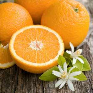 GMP Certified Best Quality 100% Natural Petitgrain <b>Oil</b> Hair Nourishment Tea Tree Infused Bulk Supplied India for Import-Export - Product Image 2