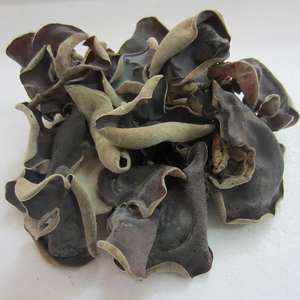 Mejor Precio, Nuevo Hongo Negro Seco de Grado Alimenticio de Vietnam - Product Image 5