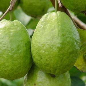 ขายฝรั่งสดในเวียดนาม - Product Image 4