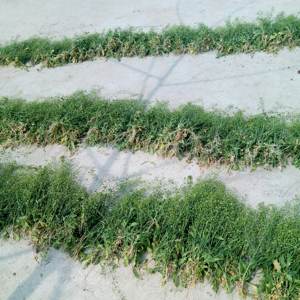 En vrac naturel brut sauvage séchée plante entière Capsella bursa-pastoris <span class=keywords><strong>sac</strong></span> à main de <span class=keywords><strong>berger</strong></span> pickbourse casemoût coupes pour herbe - Product Image 6