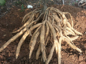 Poudre de marante en 2021 - Product Image 4