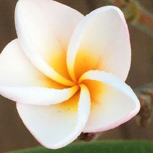 Frangipani Attar huile de parfum | Parfum de Plumeria naturel sans alcool | Parfum floral longue durée | Janvi Herbs Exportateur - Product Image 2