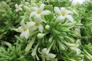 *VENTE FLASH* FLEUR DE PAPAYE VERTE/FLEUR DE PAPAYE SÉCHÉE - Product Image 2