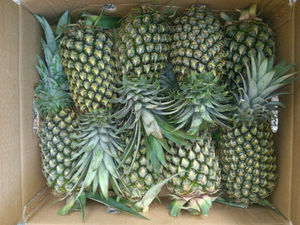 Ananas frais de haute qualité 2021, type noix de coco, conservés à l'huile, emballage en vrac, VIET DELTA, 200 kg, durée de conservation de 20 jours - Product Image 2