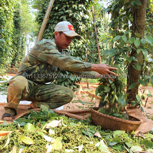 Offre Spéciale Poivre Noir du Vietnam 550GL Nettoyé à la Machine Qualité Supérieure Épice Naturelle Séchée Vente en Gros Prix Usine Exportation - Product Image 3