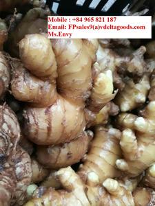 Proveedor de jengibre en Vietnam al precio más barato y Zingiber de alta calidad - Product Image 6