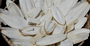DRIED CUTTLEFISH <b>BONE</b>/ CUTTLE FISH <b>BONE</b>/ <b>SQUID</b> <b>BONE</b> for <b>BIRD</b> - Product Image 5