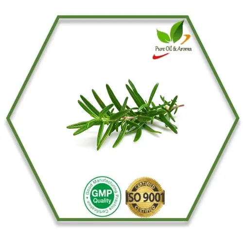 Minyak pohon teh bersertifikat ISO minyak pohon teh 100% minyak esensial bersertifikasi organik piring perubahan