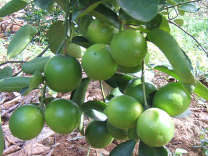 LIMÓN LIMA FRESCO SIN SEMILLAS de Vietnam al por mayor - Product Image 3