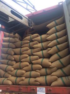 커피 녹색 콩 100% Robusta Sr13/Sr16/Sr18 0084339966582
