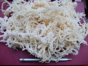 EUCHEUMA COTTONII/SARGASSUM-haute qualité-Ms: Holiday - Product Image 5