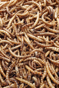Bolsa de gusano amarillo, 100g, 200g - Product Image 5