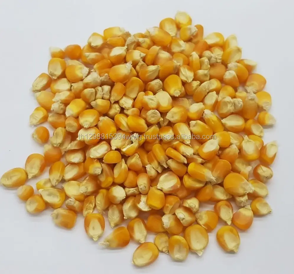 לקנות צהוב תירס ותירס מתוק גרעיני (חדש טיפוח אורגני וIQF קפוא ורענן)