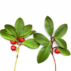 AARNAV GLOBAL EXPORTS Huile Essentielle de Wintergreen Certifiée GMP 100% Pure Hydratante Anti-rides Raffermissante Éclaircissante - Product Image 4