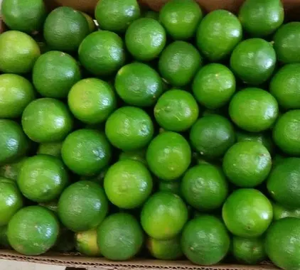Affordable Fresh Lime Fruit