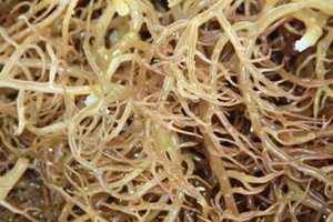 Alga Marina Eucheuma de Vietnam (Nido de Pájaros Marinos) - Product Image 6