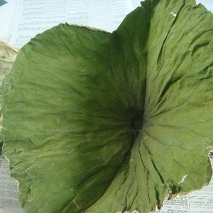LOTUS fresco seco - Product Image 3