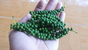 พริกเขียวอบแห้งพริกเขียวในเวียดนาม - Product Image 4