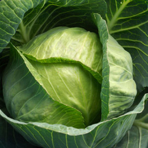 CHOU FRAIS ROND VERT À VENDRE - Product Image 4