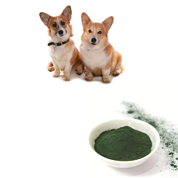 Высокопротеиновый порошок спирулины для собак/свиней/курицы/рыб, лидер продаж в Японии