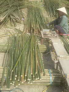 VIETNAM BAMBOU SPLITS POUR JARDIN/CONSTRUCTION - Product Image 5
