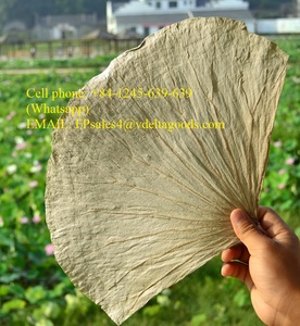 Hojas de Loto Congeladas de Vietnam, Modelo de Alta Calidad para Fiestas - Product Image 3