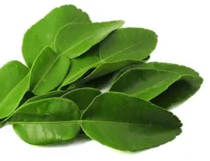 Lime Dried Leaf - Lemon Leaves - Leaf Powder Origin Vietnam - Ms. Esther (WhatsApp: +84 963590549)