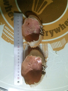 เปลือกปูสำหรับยัดไส้/จานเสิร์ฟ Ms: วันหยุด - Product Image 3