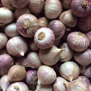 <span class=keywords><strong>Aglio</strong></span> Vietnamita di Alta Qualità - Bulbo Singolo LONELY GARLIC - Product Image 3