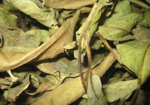 Bahía seca de Vietnam, alta calidad - Product Image 2